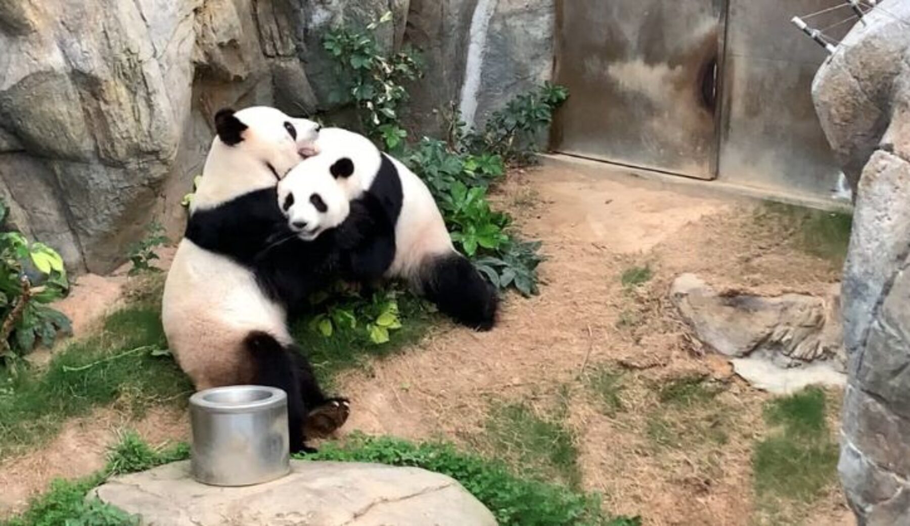 Hong Kong, lo zoo è chiuso per il Coronavirus e i panda si accoppiano dopo più di 10 anni