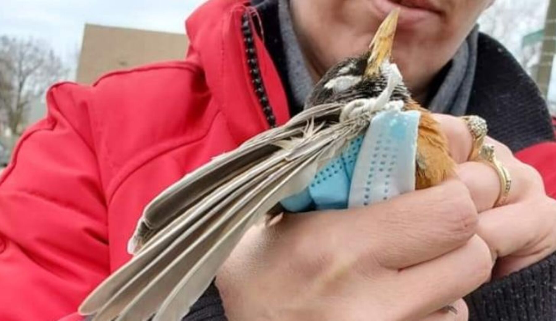 Uccellino muore soffocato da una mascherina: la foto fa il giro del mondo