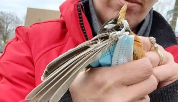 Uccellino muore soffocato da una mascherina: la foto fa il giro del mondo