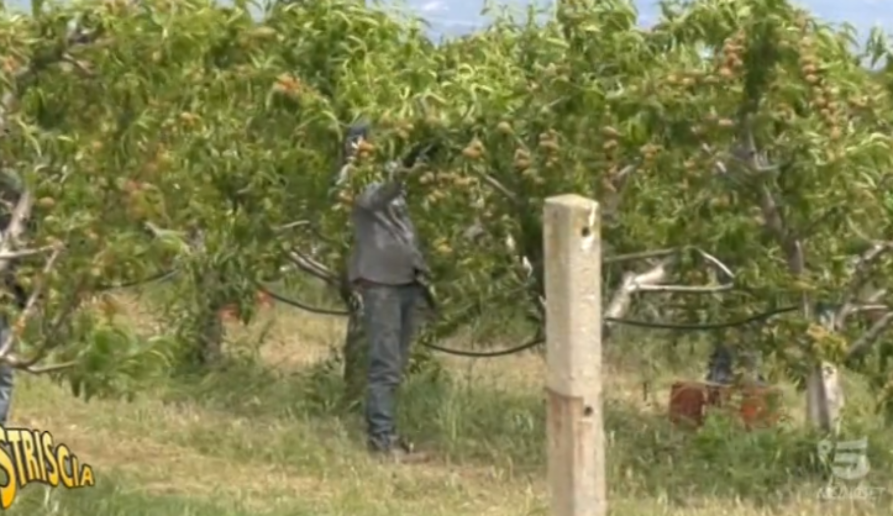 Caporalato, 7 arresti in Calabria: turni da 26 ore a 1,50 l’ora