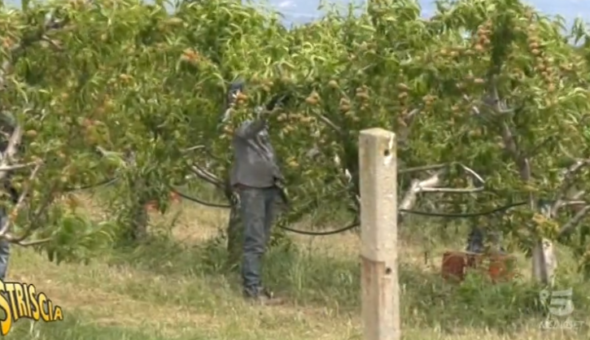 Caporalato, 7 arresti in Calabria: turni da 26 ore a 1,50 l'ora