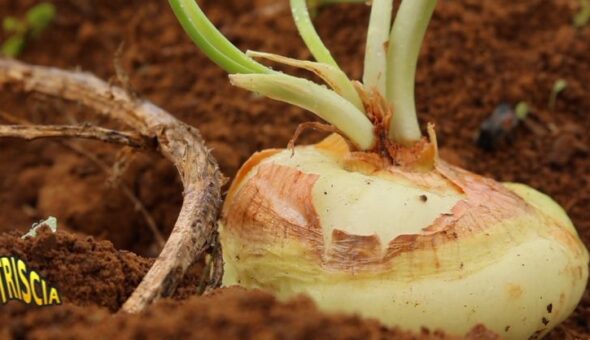 Striscia la notizia: nella rubrica 