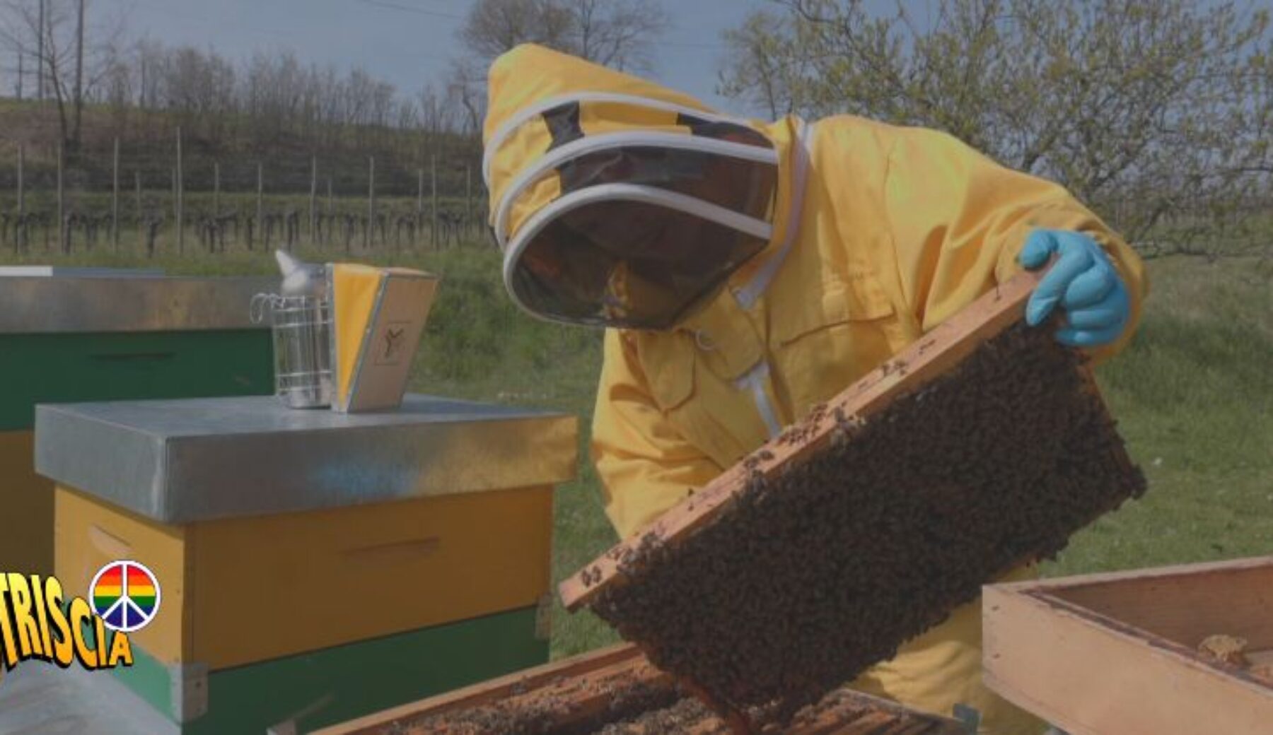 Domani sera a Striscia la notizia nella rubrica “Paesi e paesaggi..”: Davide Rampello e le api di Cormons