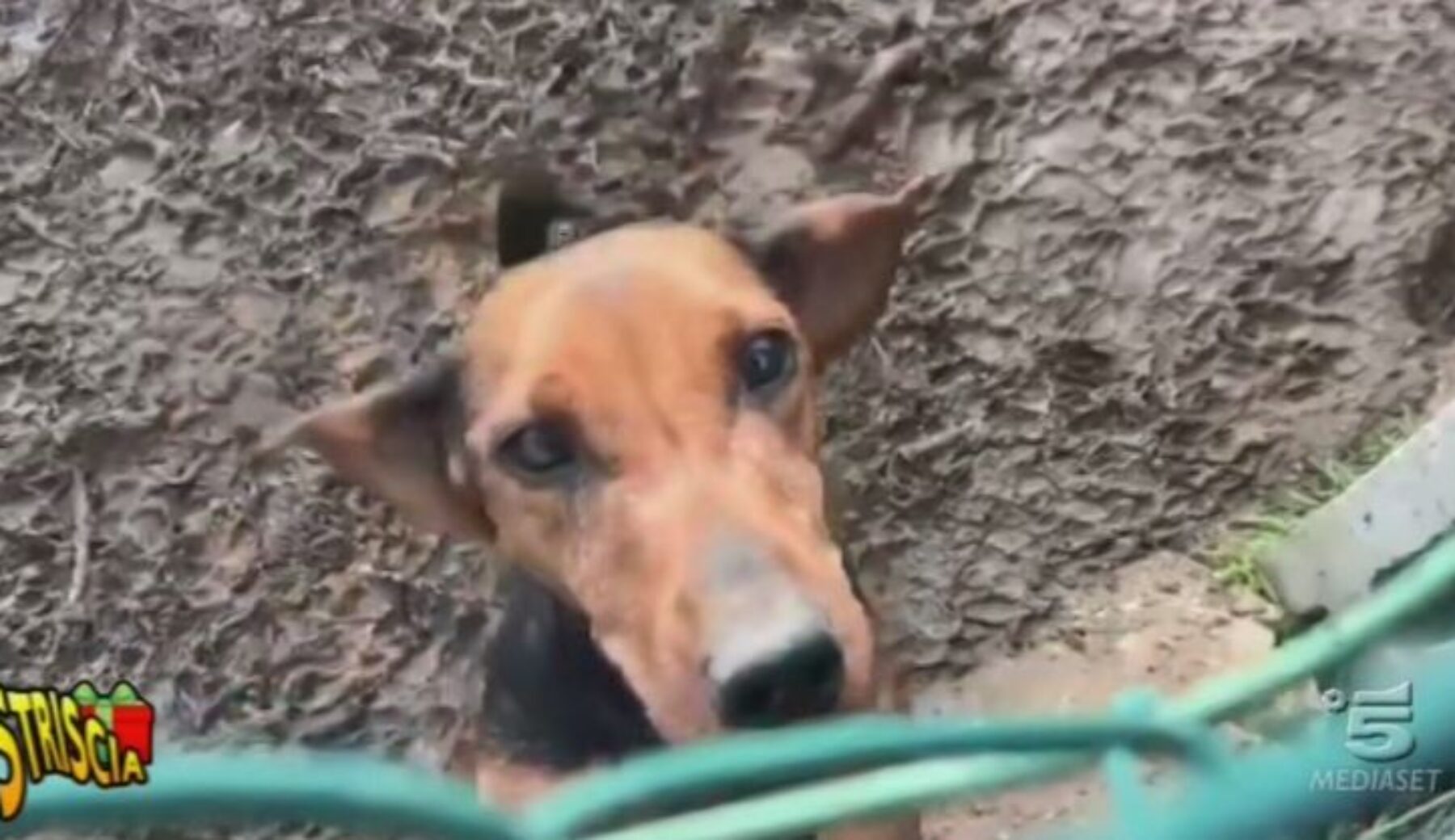 Cani al gelo, senza cibo e maltrattati. Salvati dai Carabinieri. Ma uno è morto