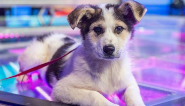 Flat è il nuovo cane di 