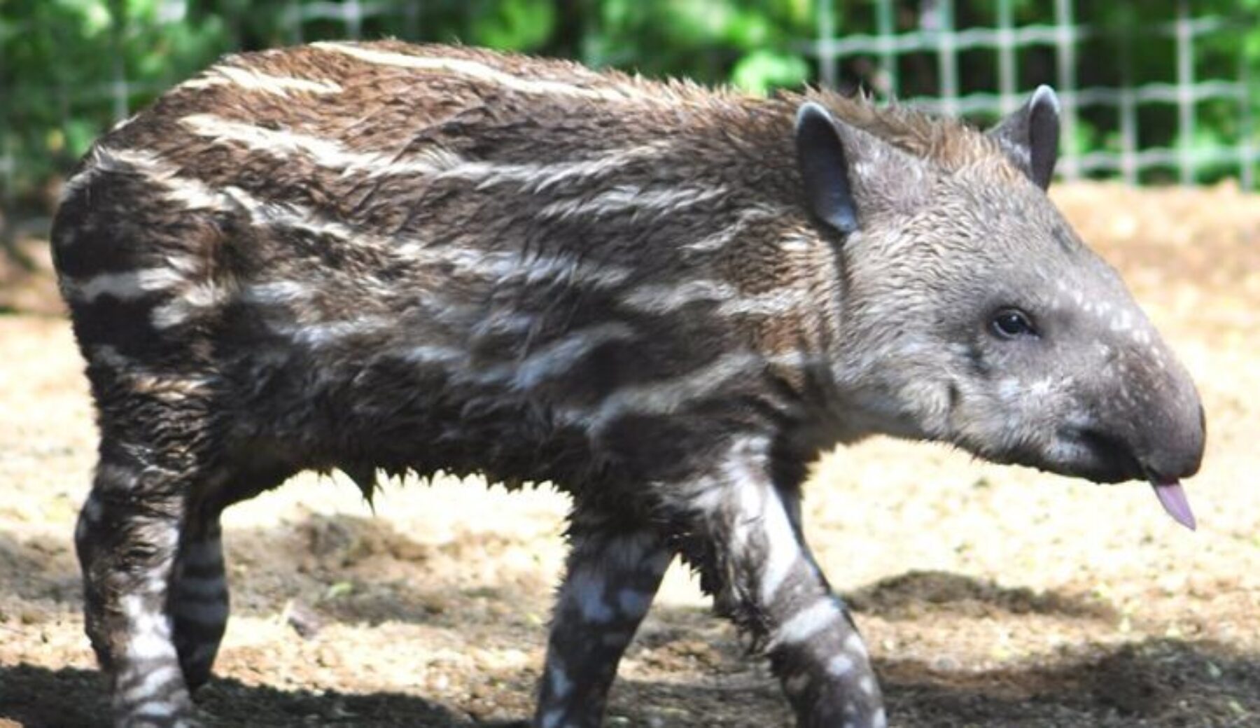 Al Bioparco di Roma è nato un tapiro