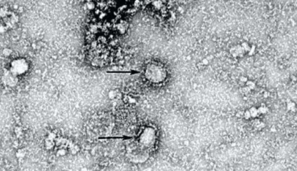 Su Google c'è chi cerca il Coronavirus pensando che abbia a che fare con l'omonima birra