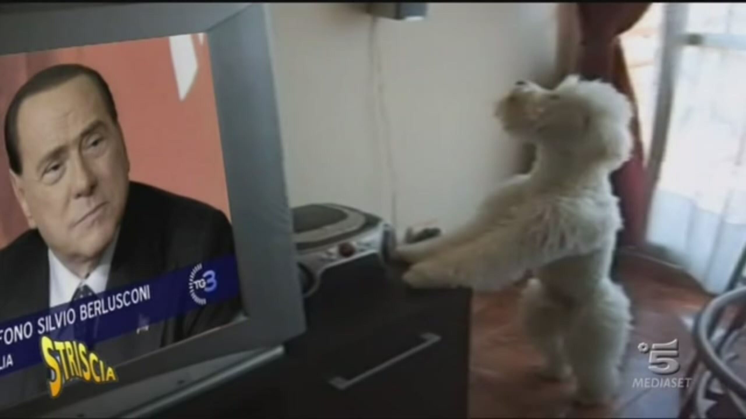 Il cane Dudu Striscia la notizia