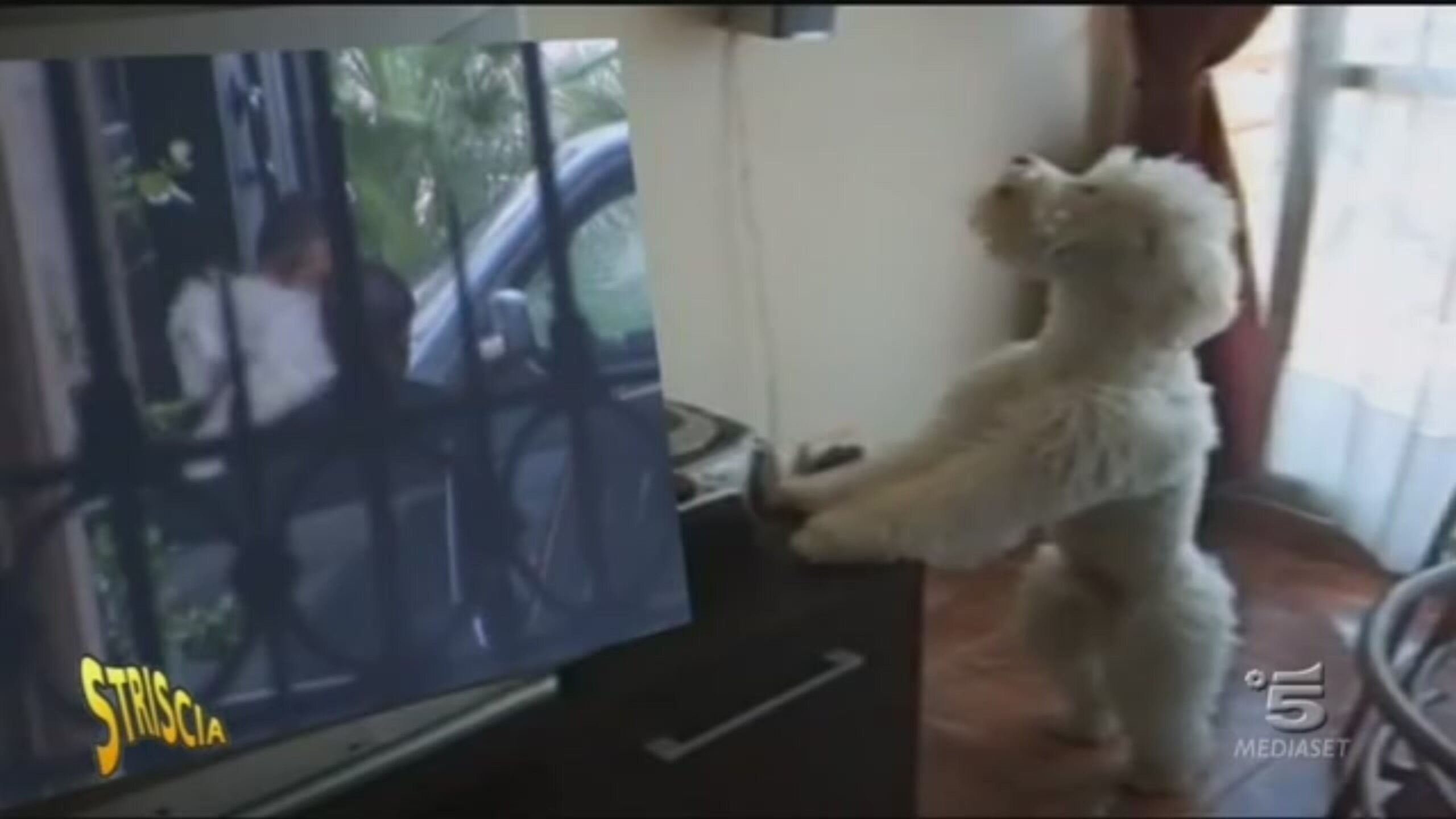 Il cane Dudù Striscia la notizia