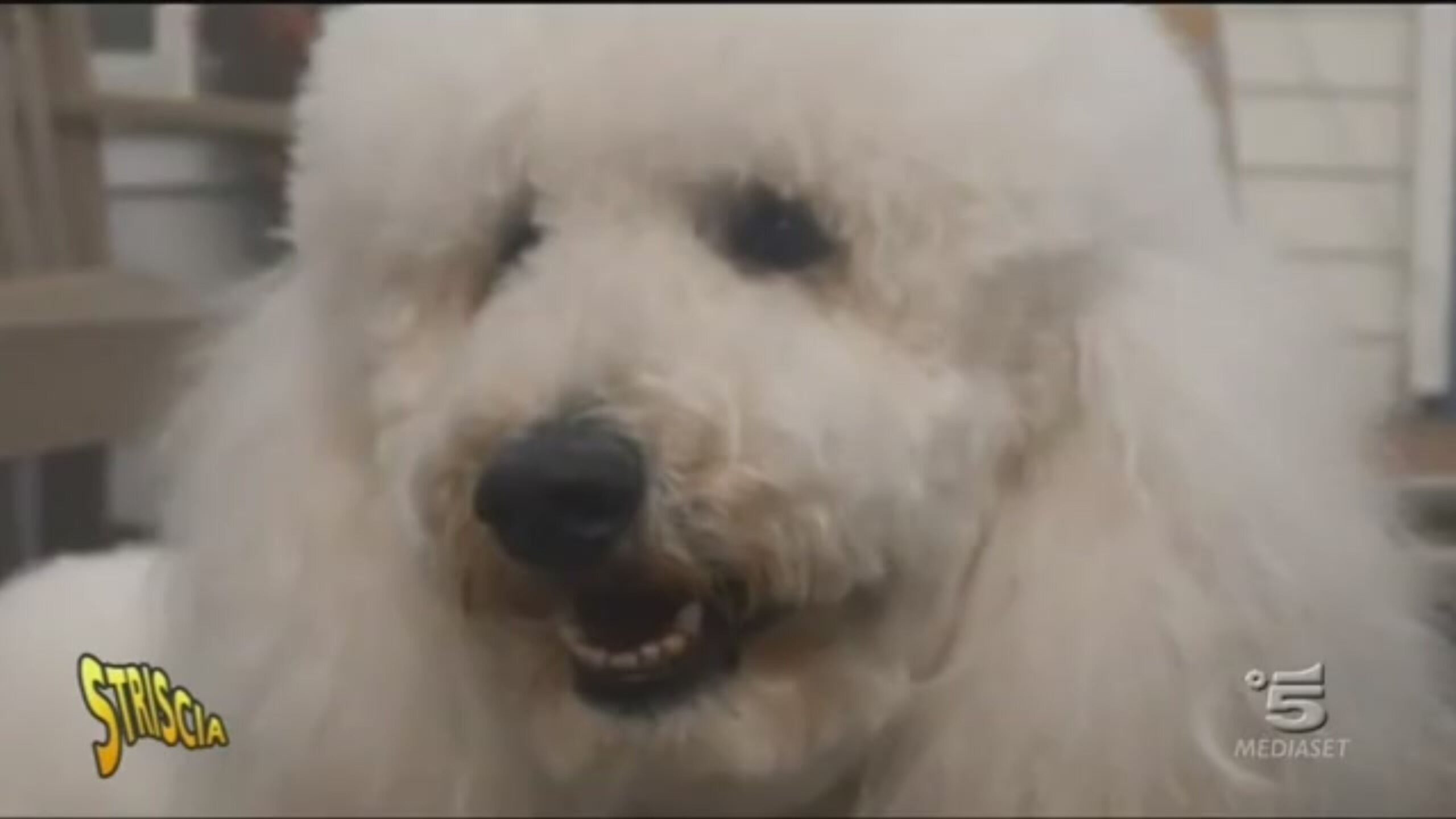 Il cane Dudù Striscia la notizia