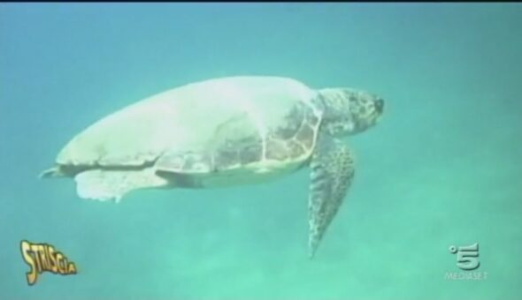In aiuto delle tartarughe marine