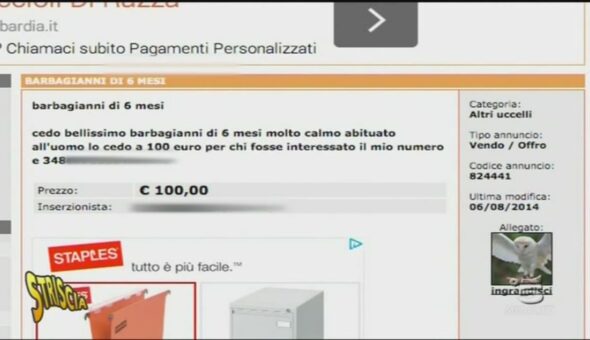 Traffico di rapaci nel casertano