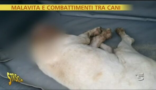 Malavita e combattimenti tra cani