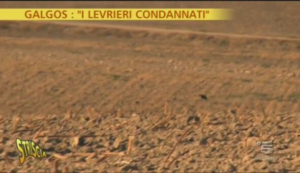 Levrieri condannati II