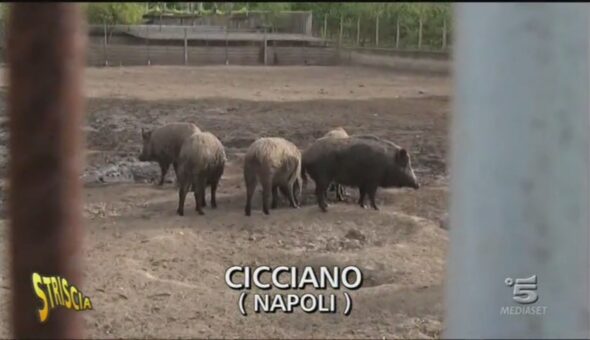 Cinghiali selvatici a Cicciano (Napoli)