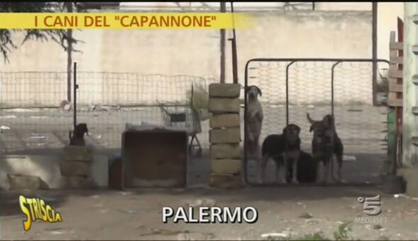 I cani del 'capannone'