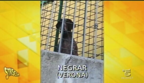 Cane in difficoltà a Negrar (Verona)