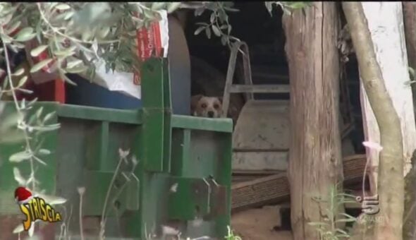 Cani detenuti in condizioni inaccettabili