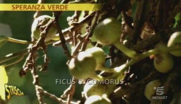 Speranza verde a Milazzo