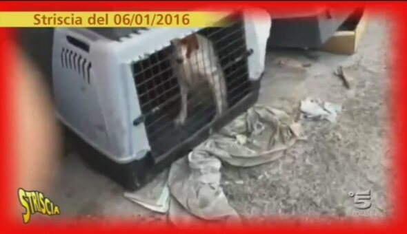 Cani e cavalli disagiati a Marano (Napoli)