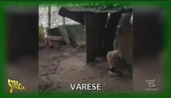Cani in difficoltà a Varese