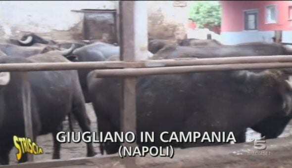 Allevamento di bufali a Giugliano in Campania