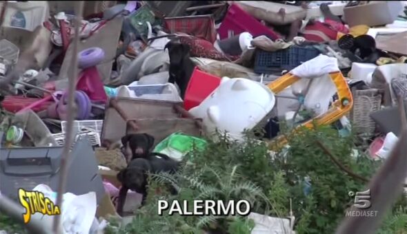Cani in difficoltà a Palermo