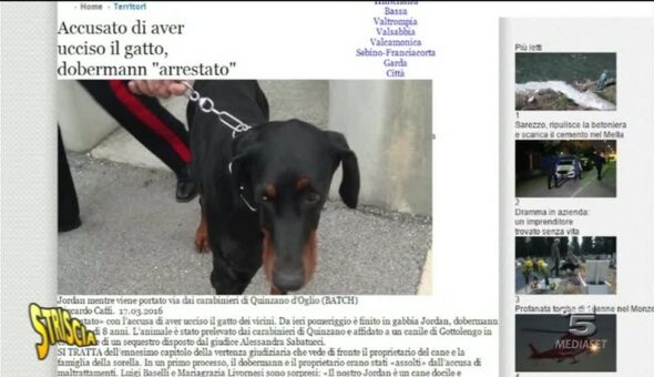 Cane in arresto