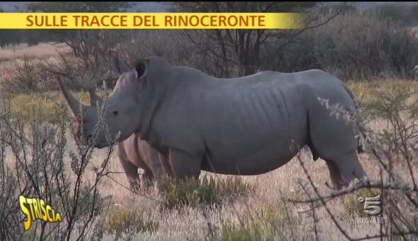 Sulle tracce del rinoceronte