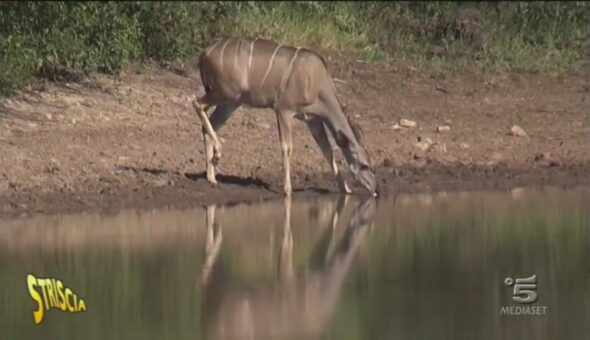 Natura selvaggia e bracconaggio in Africa