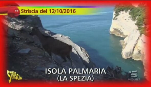 Caprette dell'Isola Palmaria (La Spezia)