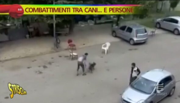 Combattimenti tra cani... e persone