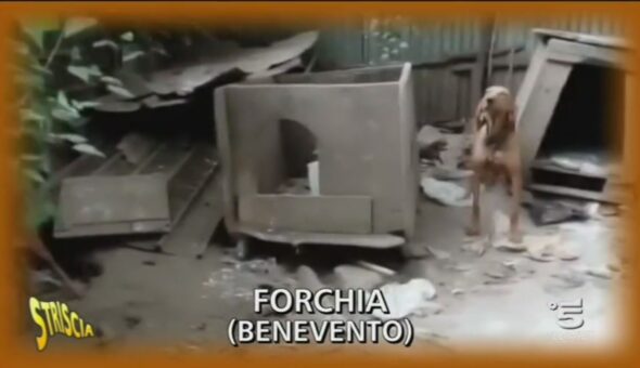 Cani in difficoltà a Forchia (Benevento)