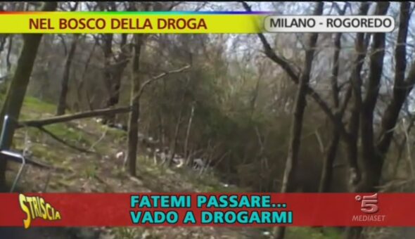 Nel bosco della droga