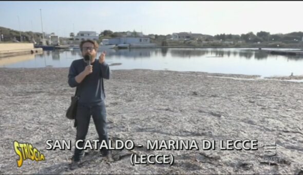 Posidonia marina a San Cataldo - Marina di Lecce
