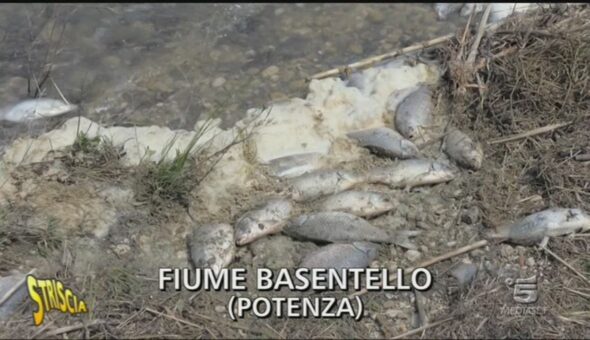 Moria di pesci nel Basentello