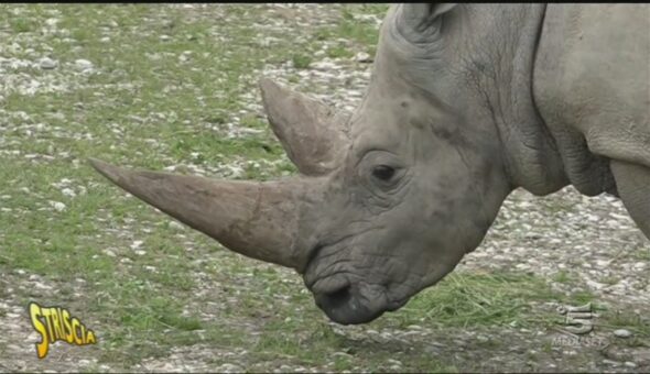 Conservazione di specie animali