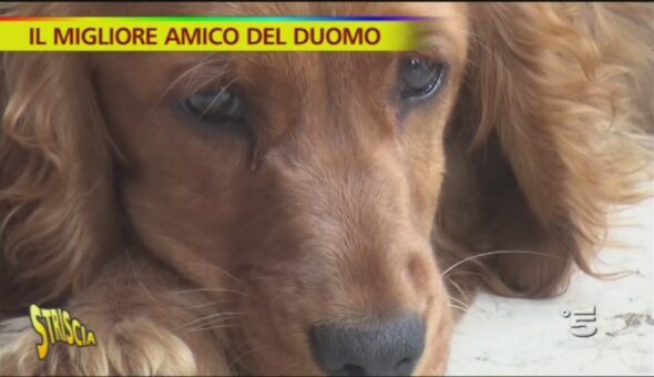 Il migliore amico del Duomo