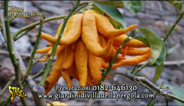 Una domenica in giardino a Villa della Pergola - Alassio