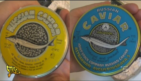 Il caviale: uova di storione o di luccio?