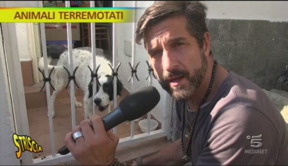 Ischia, animali terremotati