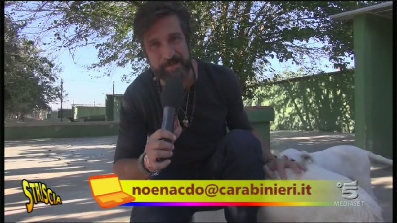 Traffico illegale di cuccioli di cane Striscia la notizia