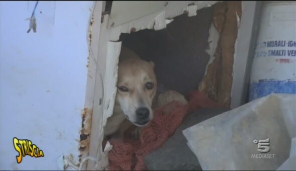 Salerno, animali incatenati in allevamento