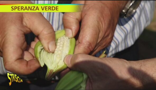 Fiori e frutti dell'Okra