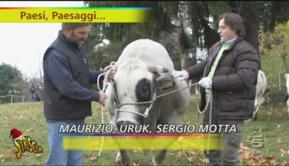 Uruk, il toro campione della brughiera lombarda