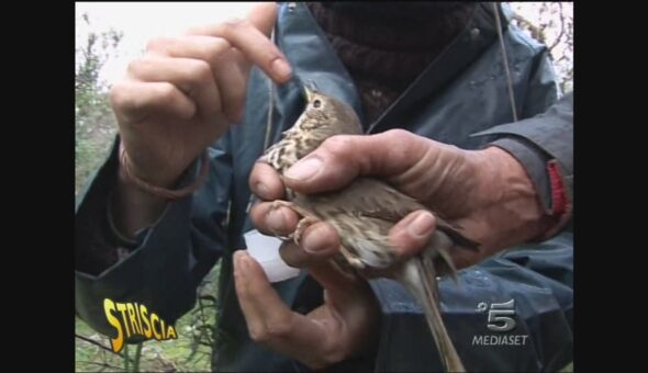 Uccelli di specie protetta