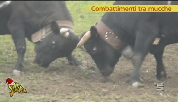 Combattimento tra mucche