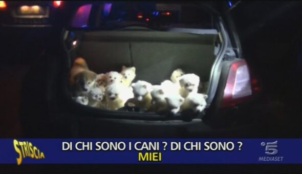 Traffico illegale di cuccioli
