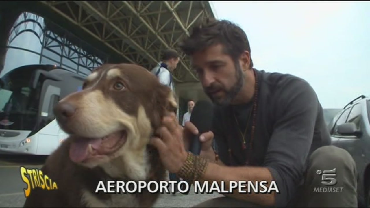 Incredibile odissea di cane e padroni Striscia la notizia