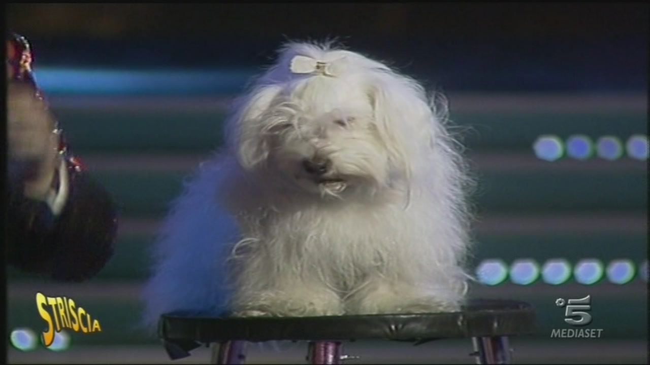 Il cane Dudù Striscia la notizia